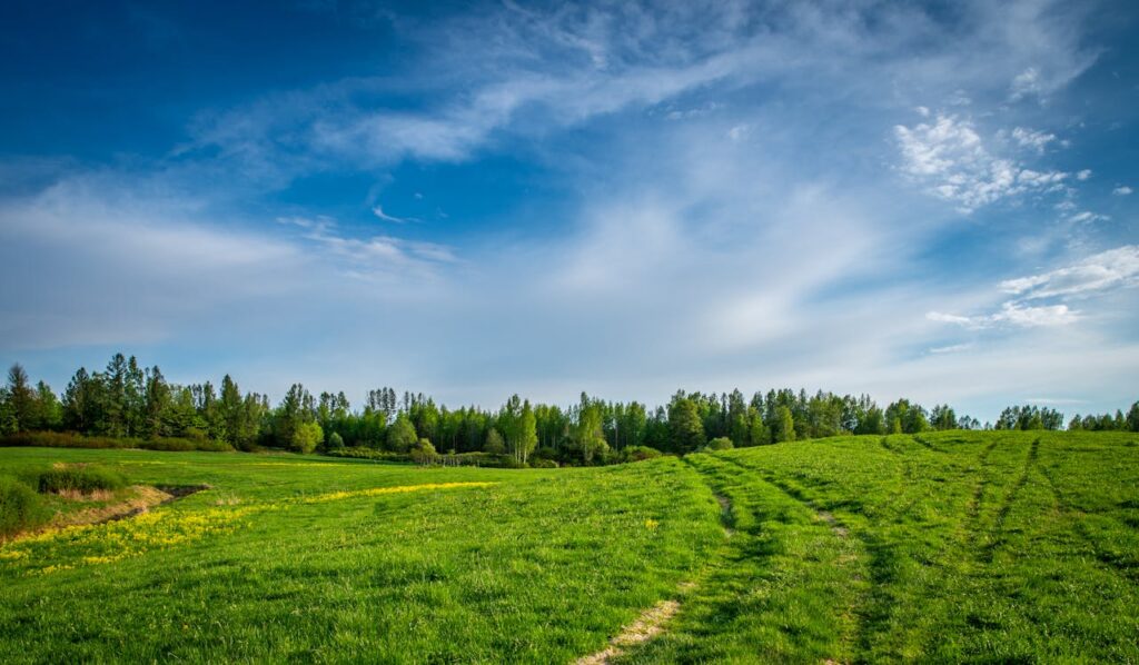 Grass Field Near Field of Trees